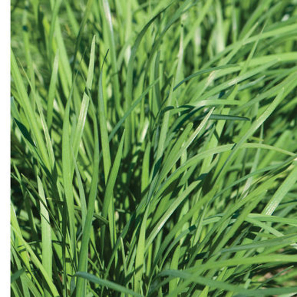 Garlic Chive Seeds – Allium tuberosum – Perennial Edible Culinary Herb – ~250 Seeds – Zones 3–9