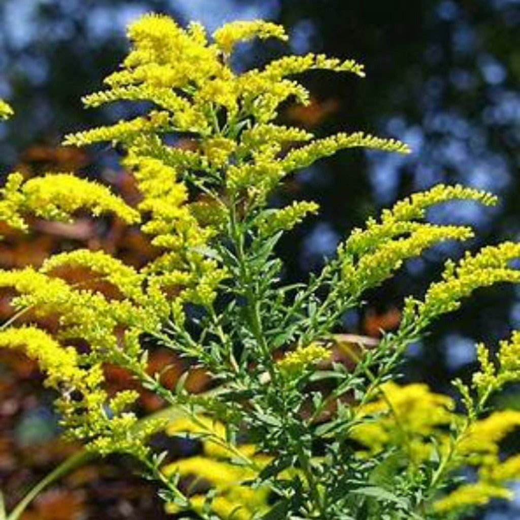 Goldenrod Solidago Altissima seeds from Steep Hill Garden, pollinator-friendly perennial for planting, with stratification for germination.
