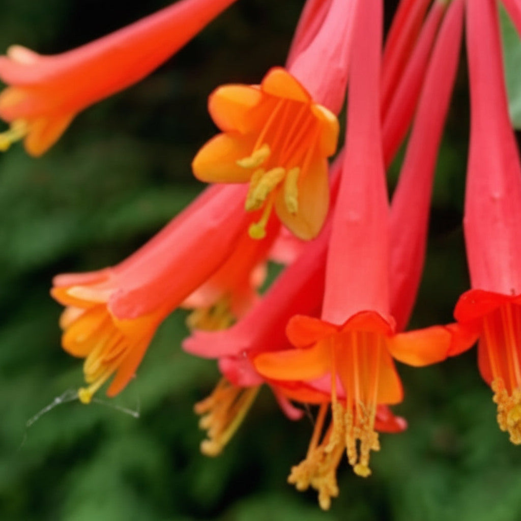 Native Coral Honeysuckle Live Plant – Lonicera sempervirens – Hummingbird Vine – Zones 4–9