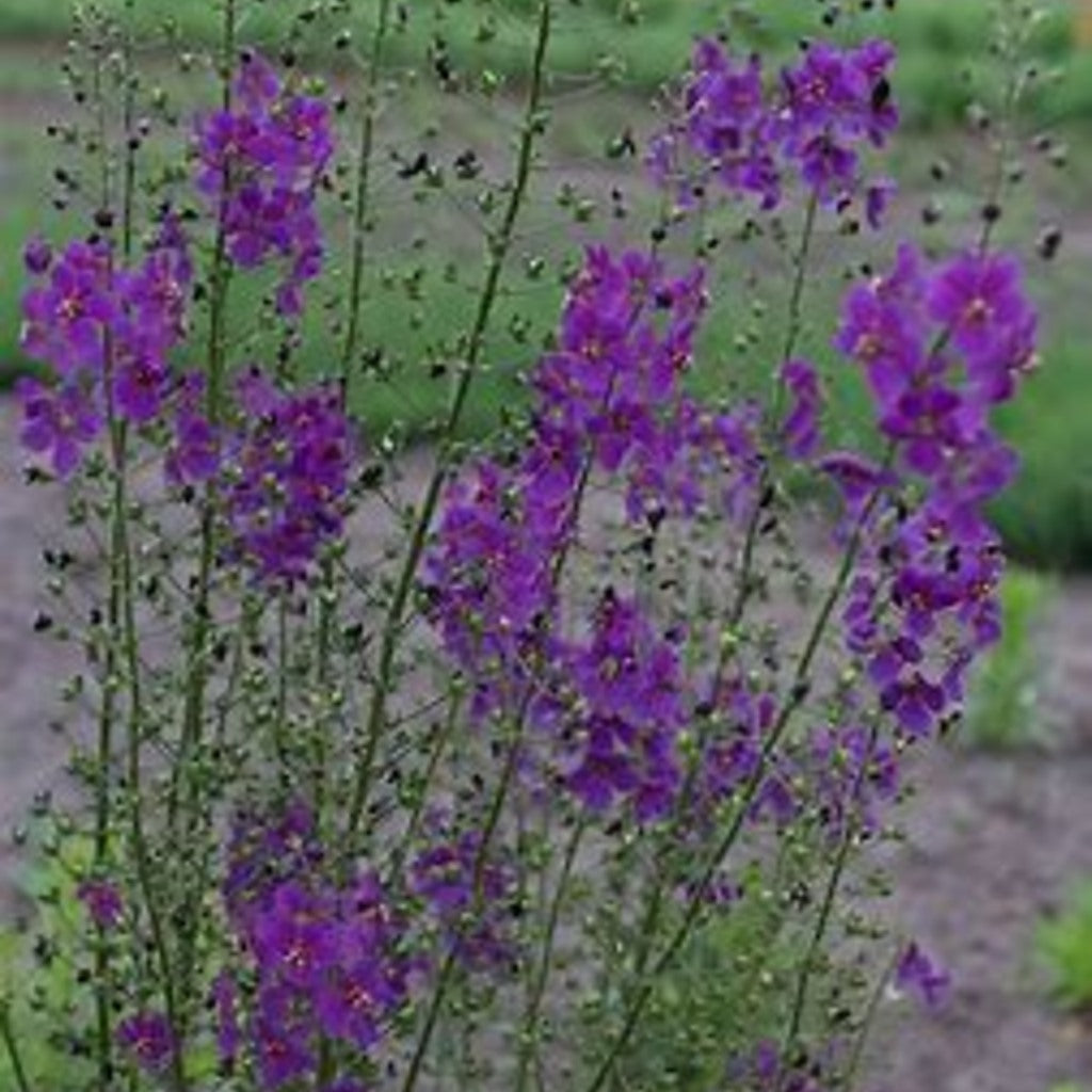 Purple Mullein 'Violetta' Live Plant (Verbascum phoeniceum) – Deep Purple Spikes, Drought Tolerant, Zones 4–9
