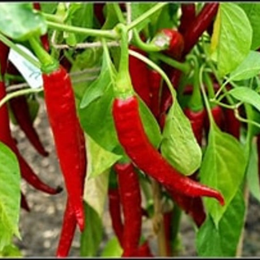 25 Ring of Fire pepper seeds from Steep Hill Garden, spicy Cayenne variety for full sun, annual vegetable planting.