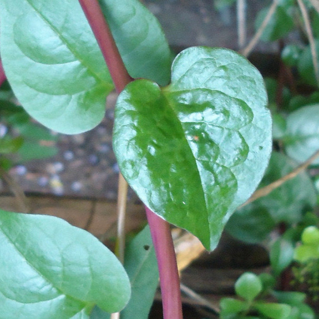 Red Malabar Spinach Live Plant – Basella rubra – Heat-Loving Edible Climbing Vine