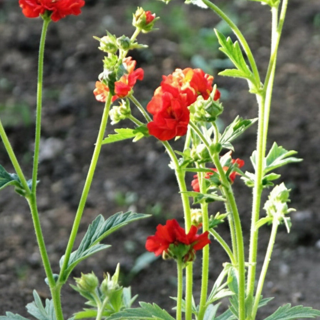 Geum 'Mrs. J. Bradshaw' (Feuerball) Live Plants – Semi-Double Red Blooms, Perennial, Zones 4–10