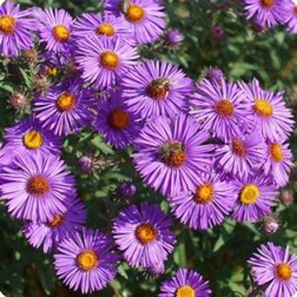 Packet of Steep Hill Garden New England Aster seeds, native fall-blooming pollinator-friendly flower seeds in a 100-count package.