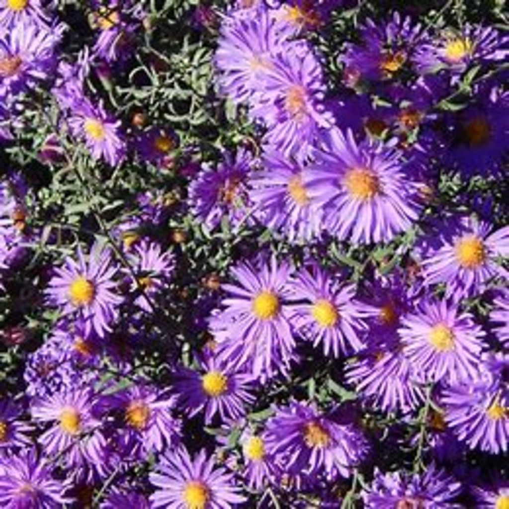 New England Aster seeds by Steep Hill Garden, native fall-blooming pollinator-friendly seeds, 100 count, shown in packaging.