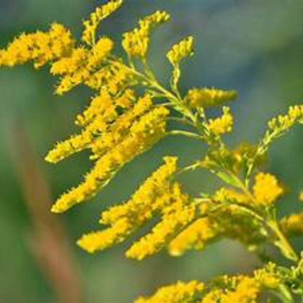 Goldenrod (Solidago Altissima) Seeds, Stratification required for Germination, Pollinator-Friendly Perennial