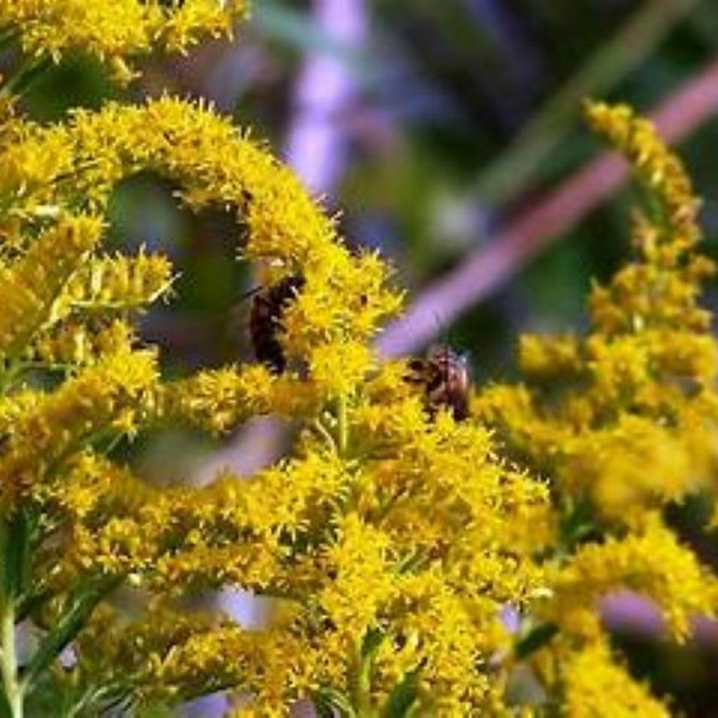 Goldenrod (Solidago Altissima) Seeds, Stratification required for Germination, Pollinator-Friendly Perennial