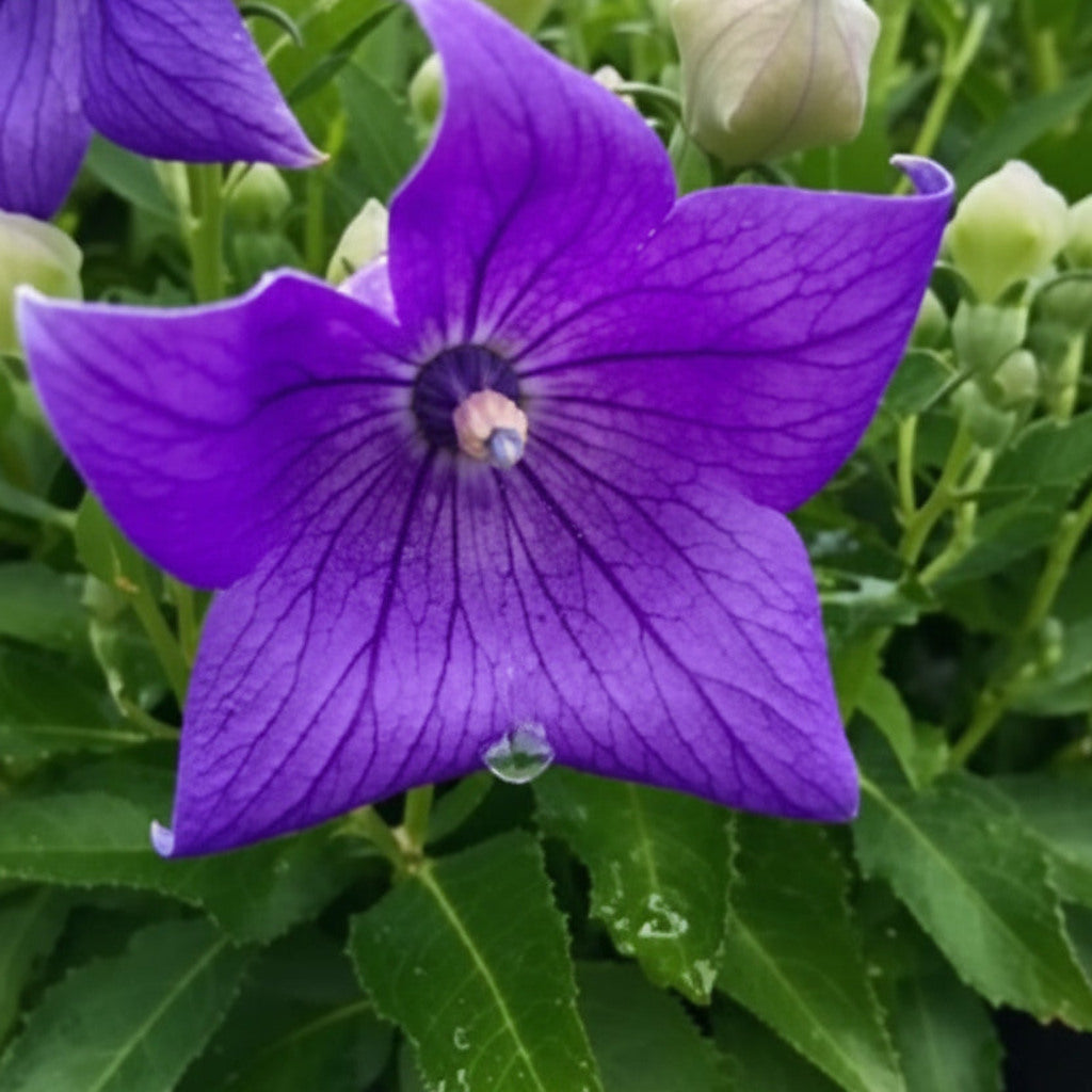 Balloon Flower Live Plant – Platycodon grandiflorus – Blue-Purple Perennial – Zones 3–9