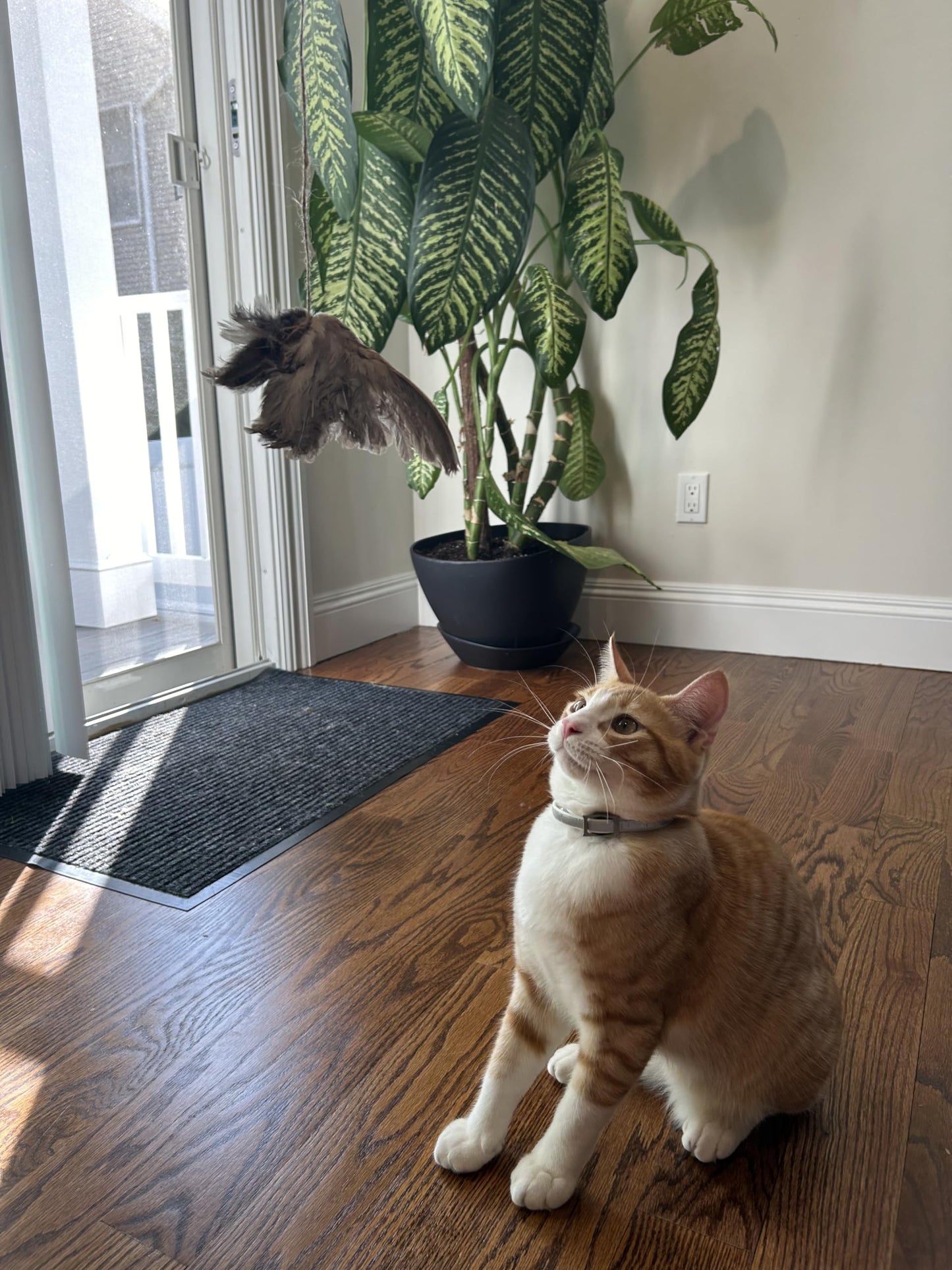 Real quail wing cat toy from Quailz by Undique LLC, interactive bird scent training tool for cats and hunting dogs.