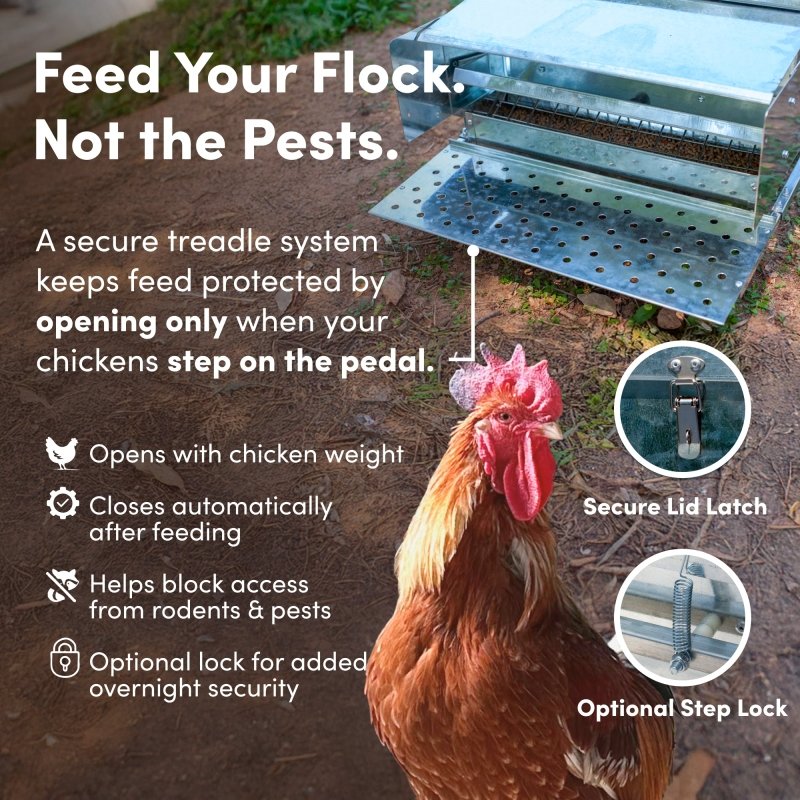 RentACoop 40 lb automatic treadle chicken feeder with metal feed trough and sturdy construction for poultry feeding.
