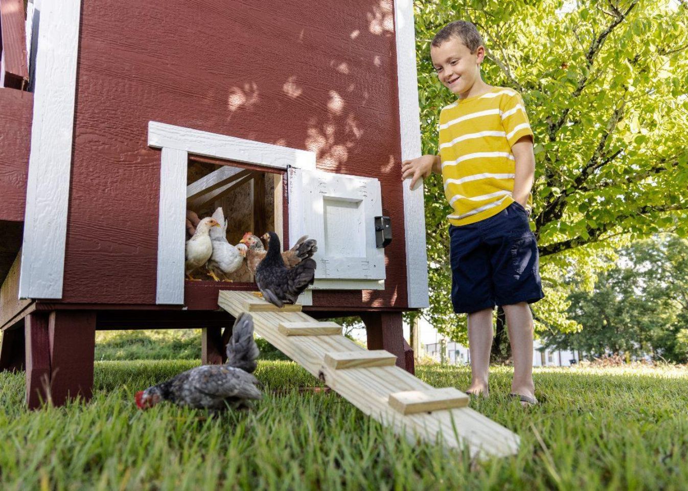 OverEZ large chicken coop designed for up to 15 chickens, featuring spacious outdoor enclosure and secure nesting areas.