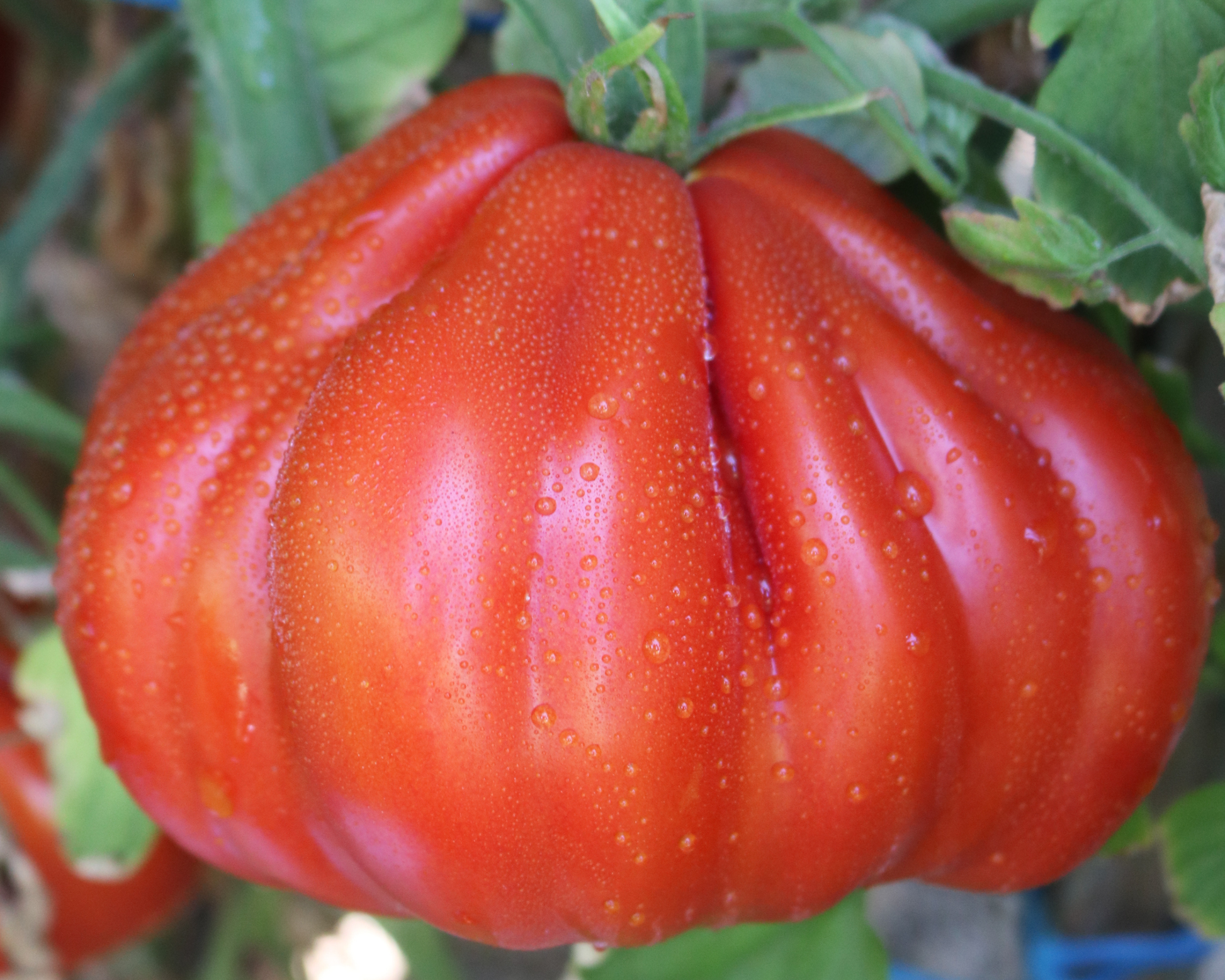Palpatation Hybrid Tomato Seeds - Blessings Grow Meadows