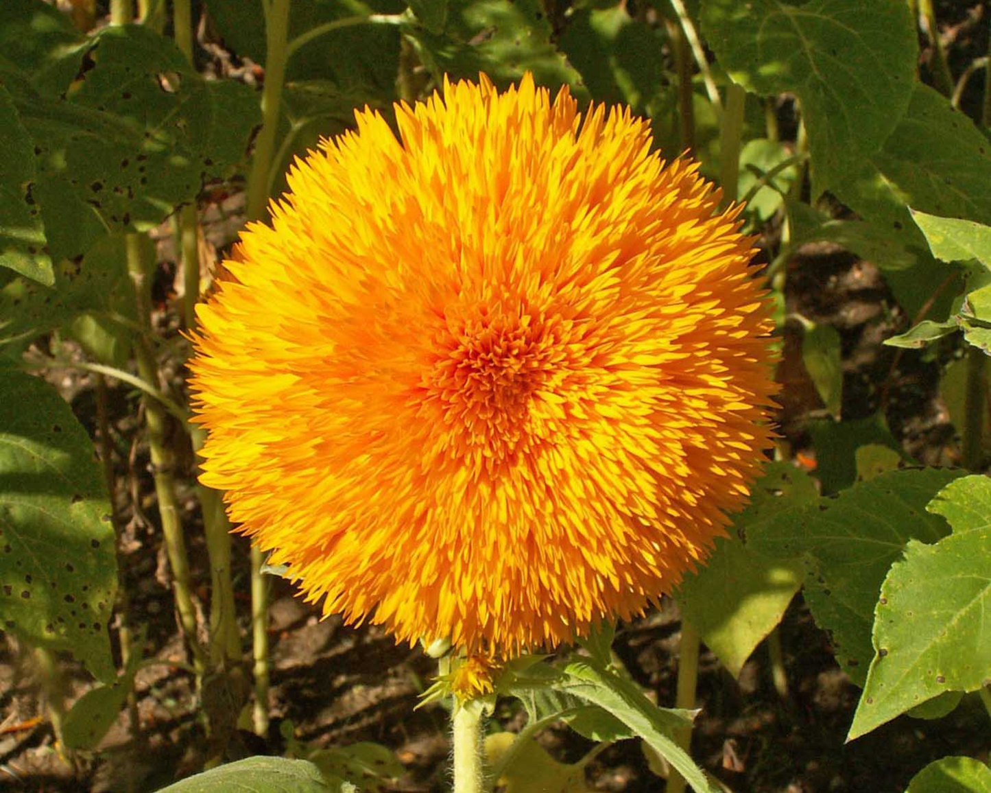 Tall Teddy Bear Sunflower Seeds - Blessings Grow Meadows