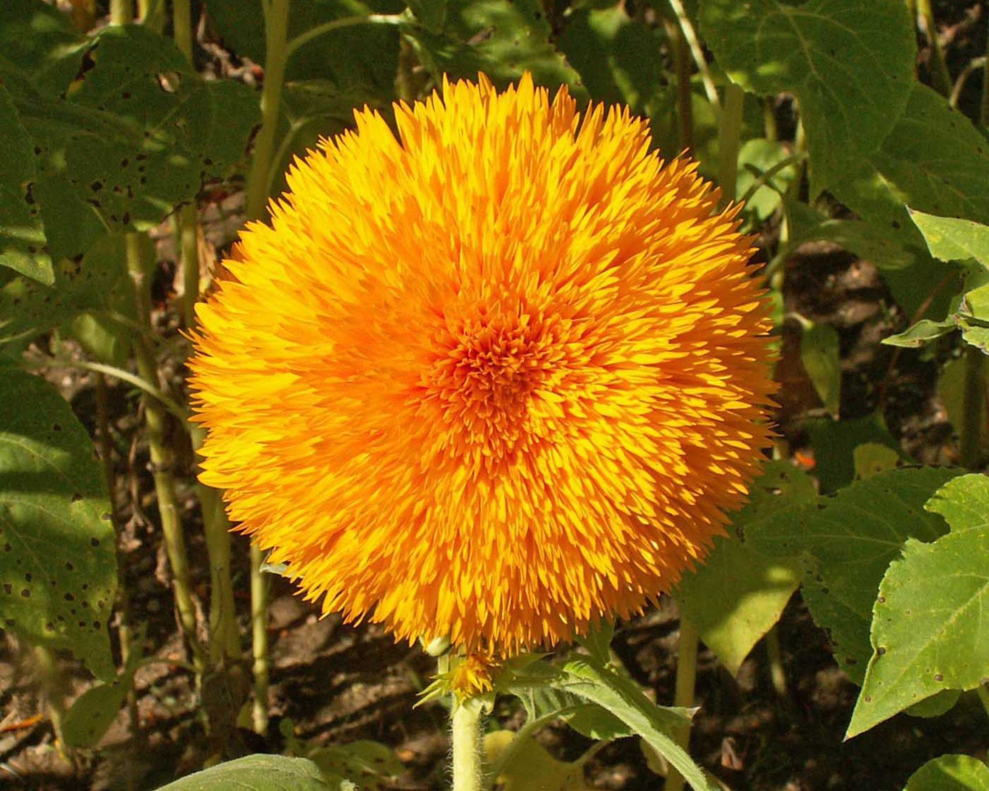 Tall Teddy Bear Sunflower Seeds - Blessings Grow Meadows