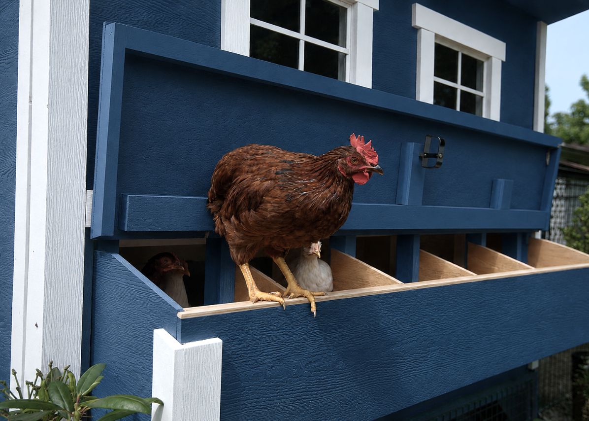 OverEZ large chicken coop suitable for up to 15 chickens, featuring spacious design and durable construction for outdoor poultry housing.