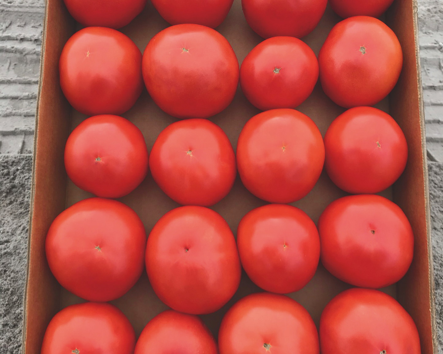 Jolene Hybrid Tomato Seeds - Blessings Grow Meadows