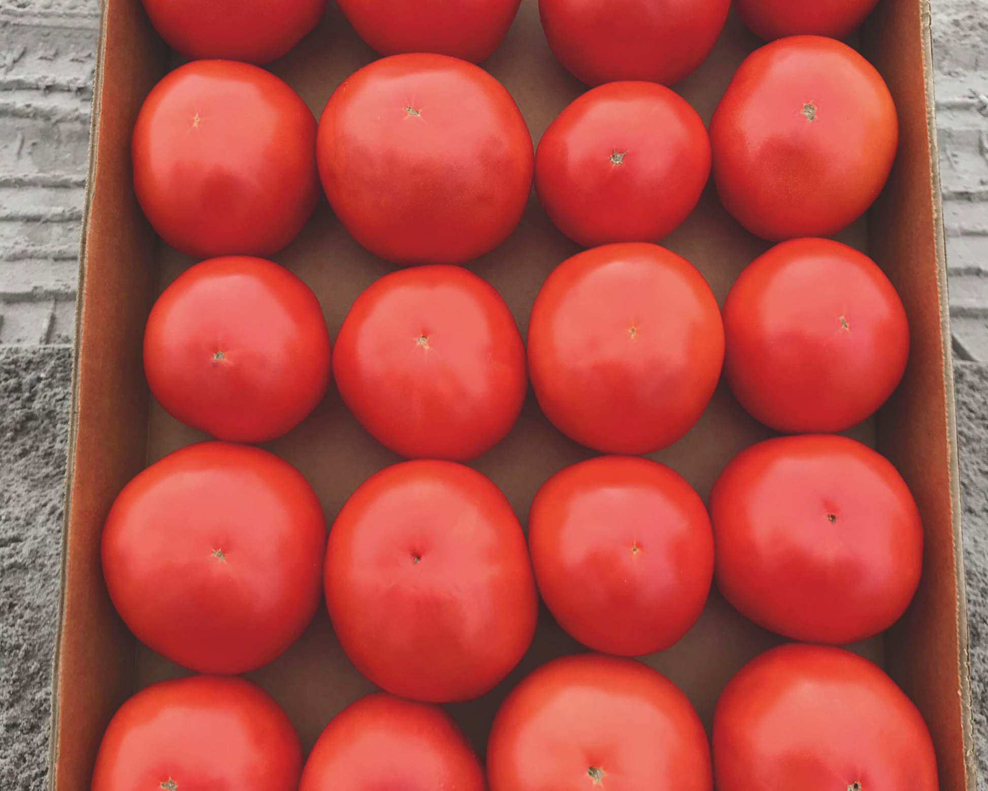 Jolene Hybrid Tomato Seeds - Blessings Grow Meadows