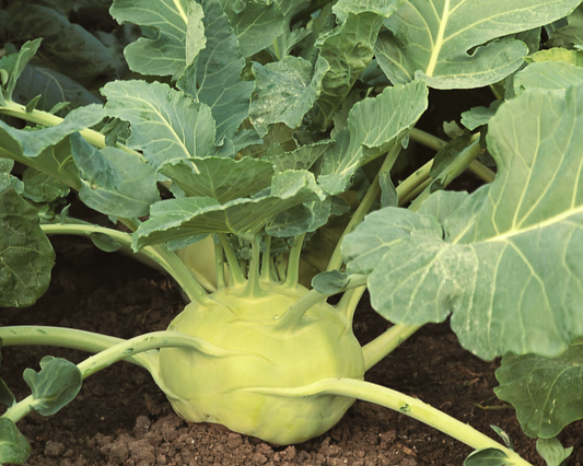 Kossak Hybrid Kohlrabi Seeds - Blessings Grow Meadows