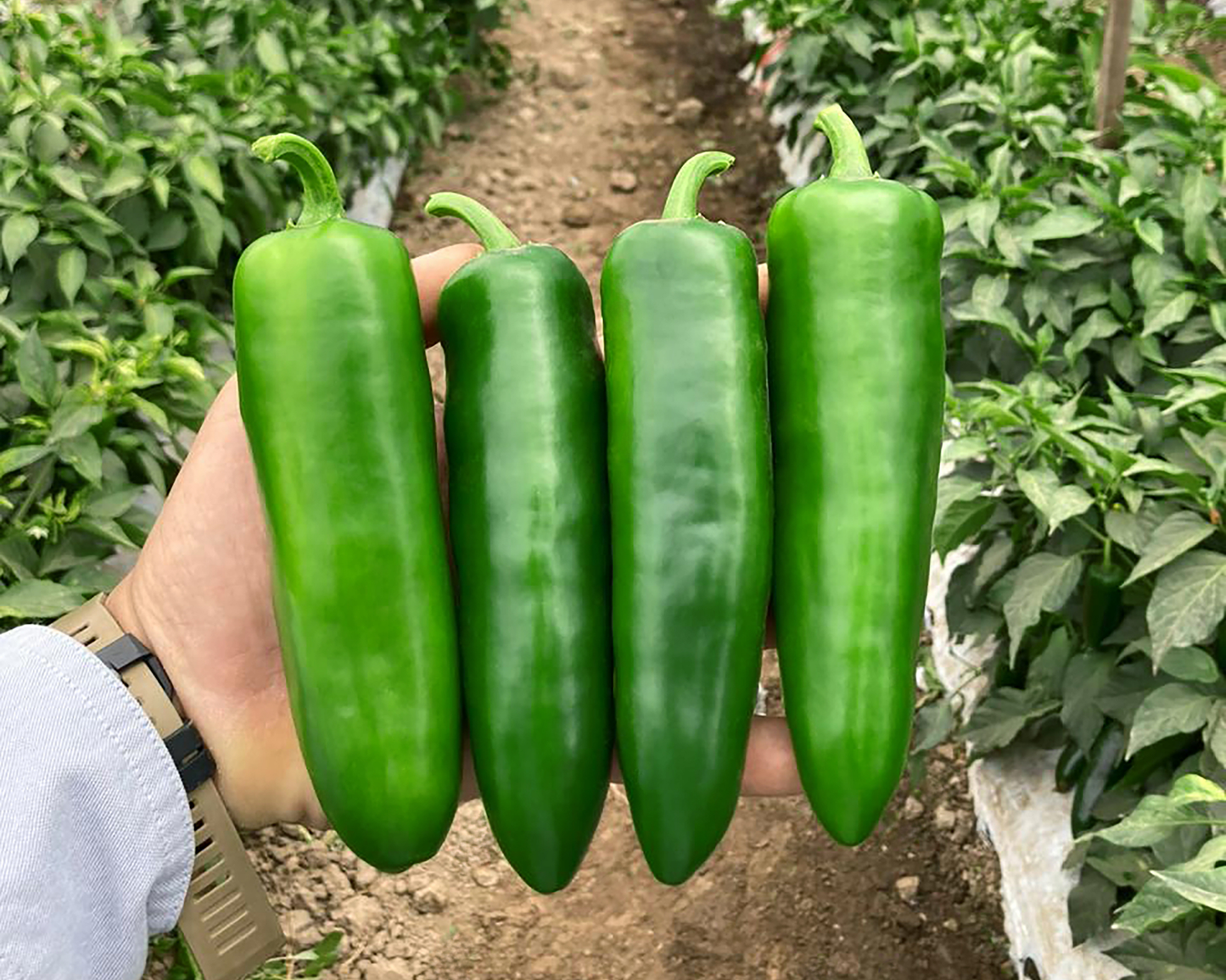 Unicron Hybrid Pepper Seeds - Blessings Grow Meadows