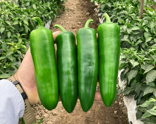 Unicron Hybrid Pepper Seeds - Blessings Grow Meadows