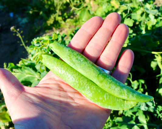 Mr. Big Pea Seeds - Blessings Grow Meadows