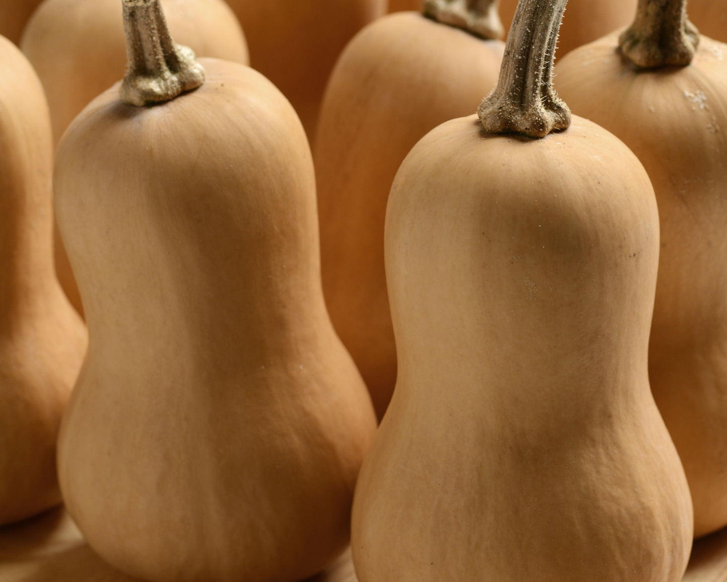 Butterbaby Hybrid Mini Butternut Squash Seeds - Blessings Grow Meadows