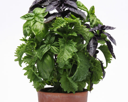 SimplyHerbs Try Basil Basil Seeds - Blessings Grow Meadows