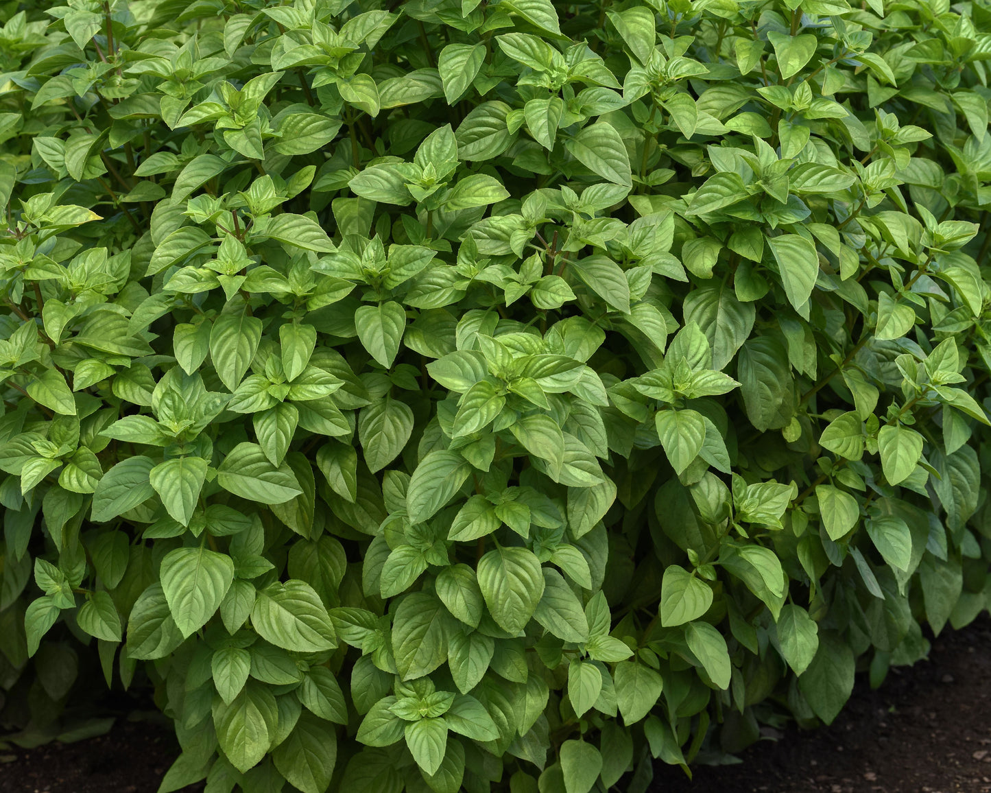 Everleaf Lemon Basil Seeds - Blessings Grow Meadows
