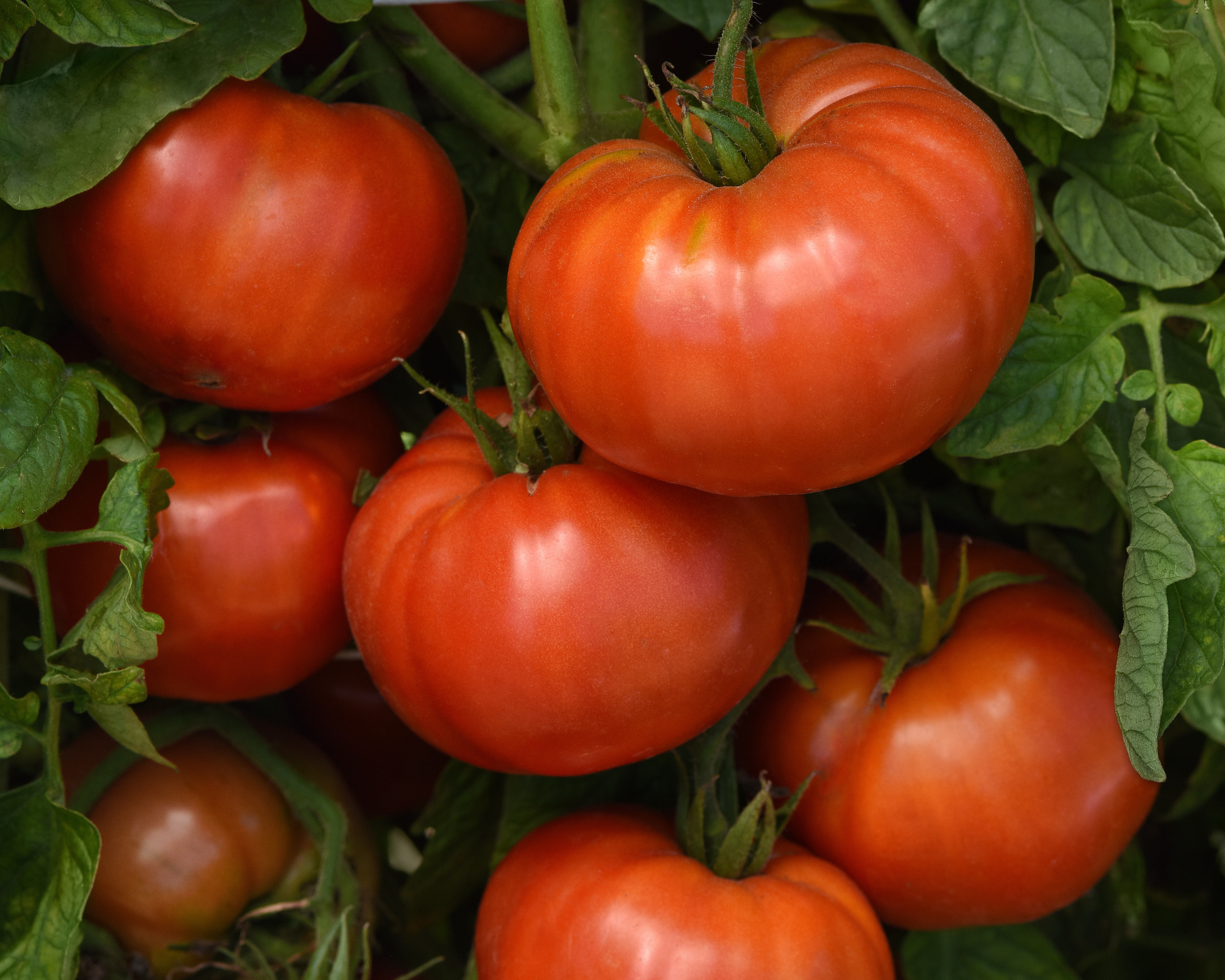 WonderStar Pink Hybrid Tomato Seeds - Blessings Grow Meadows
