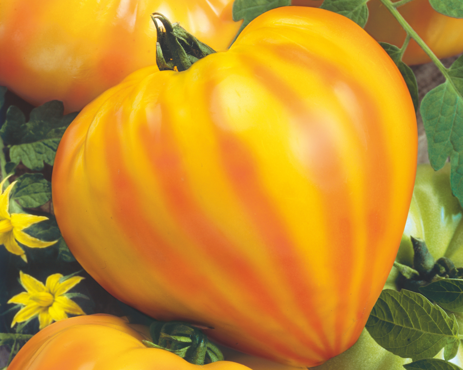 Oxheart Striped Bicolor Tomato Seeds - Blessings Grow Meadows