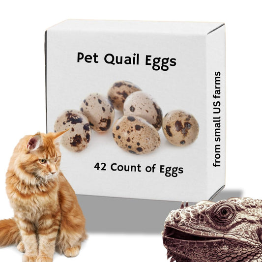 Raw quail eggs for pets from Quailz.com, showing two fresh whole eggs in a natural setting for pet feeding.