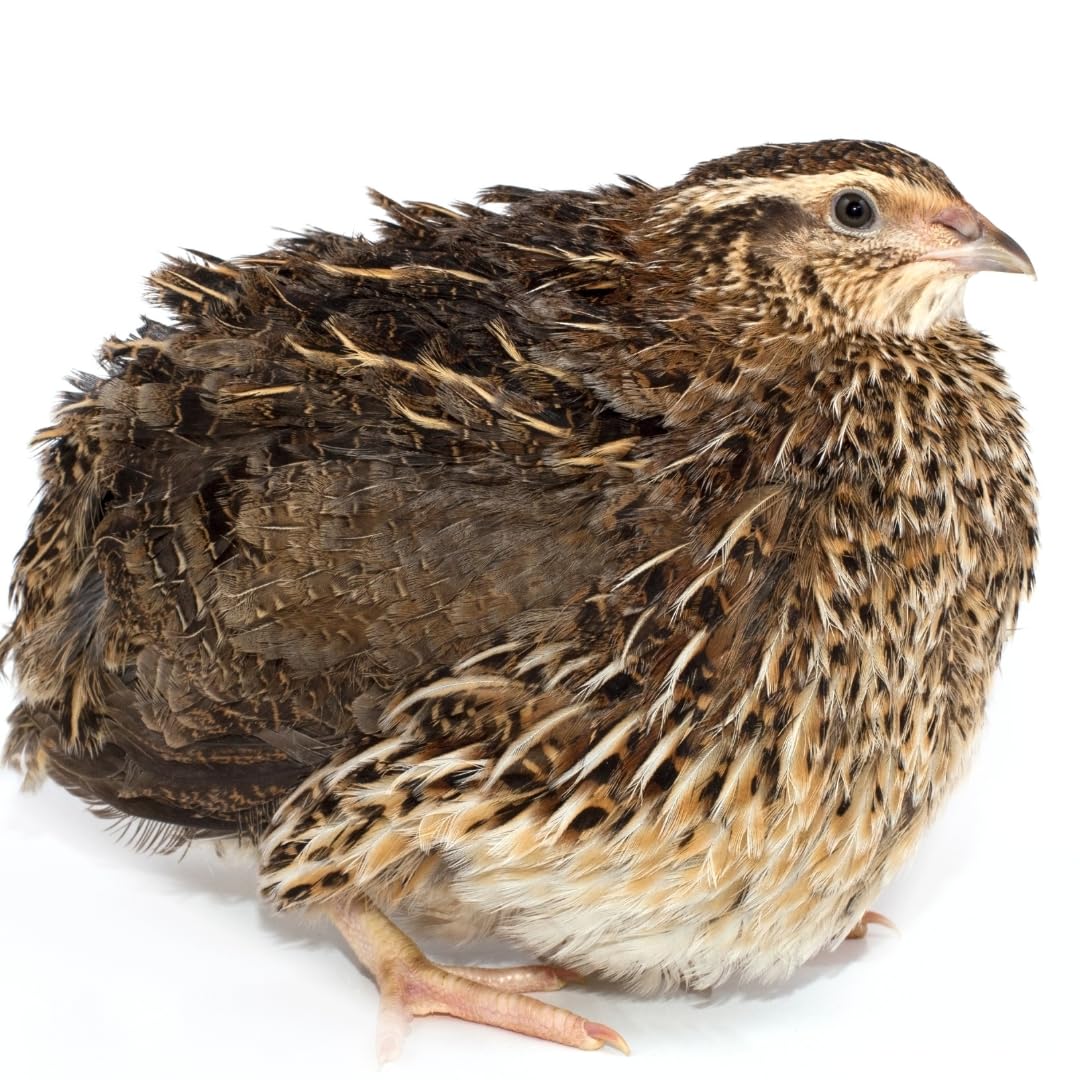 Pair of fertile Coturnix quail eggs for hatching, sustainably sourced, farm fresh, with minimal breakage, from Quailz.com by Undique LLC.