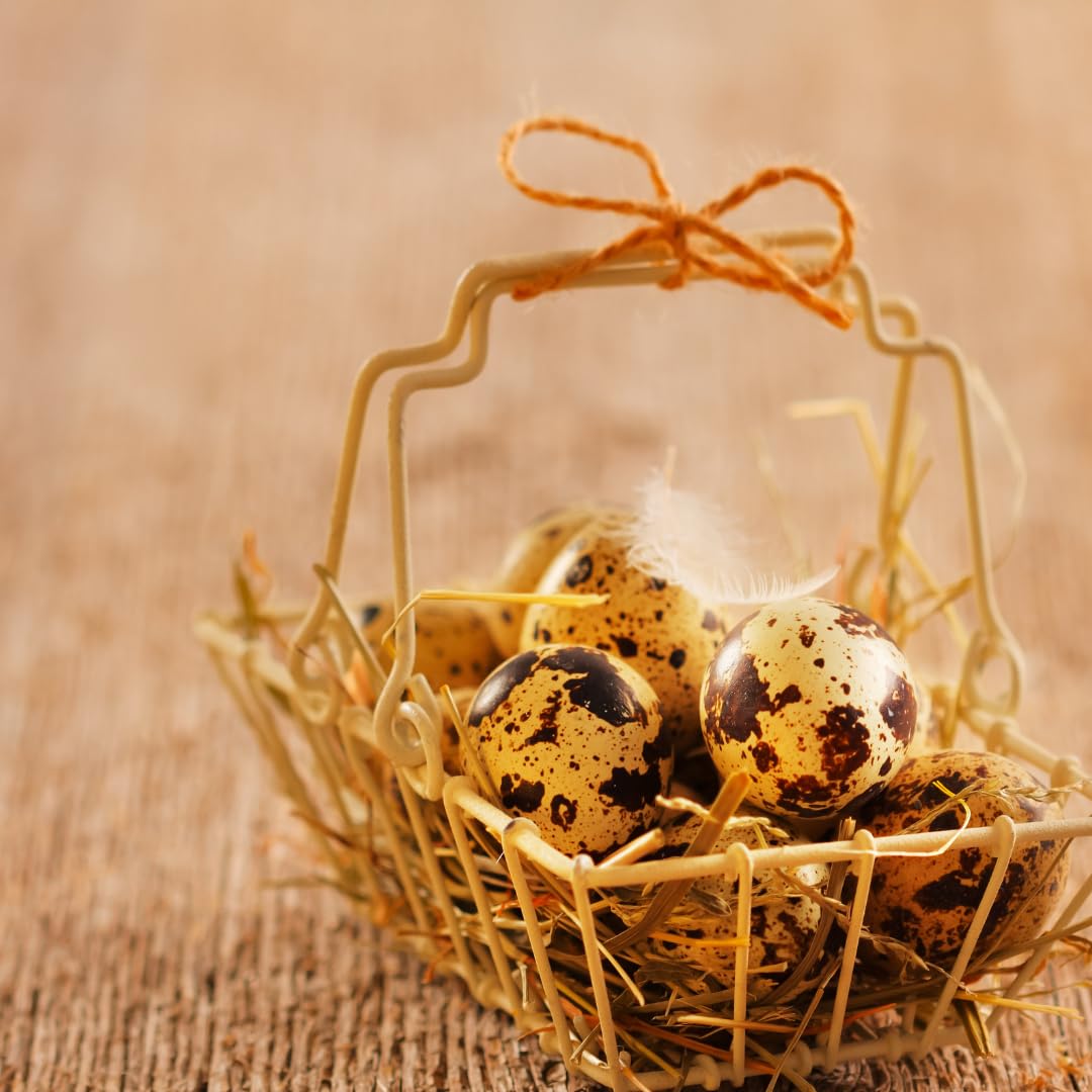 Set of 10 cleaned hollow quail eggs with empty shells, ideal for crafting and decorative use by Quailz.com.