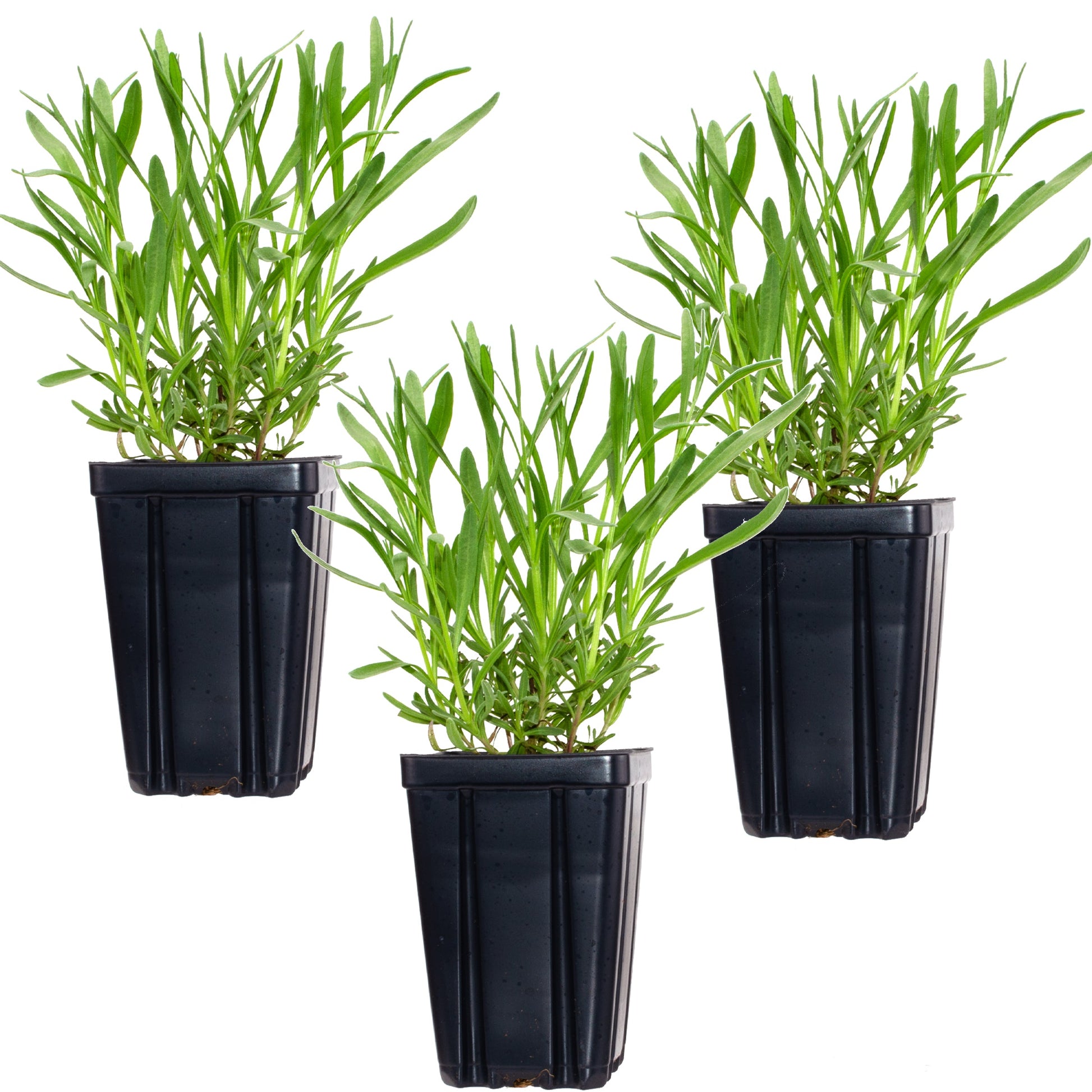 Set of 3 Lavender Provence herb plants in quart pots from Fresh Garden Living, showing lush purple blooms and green foliage.