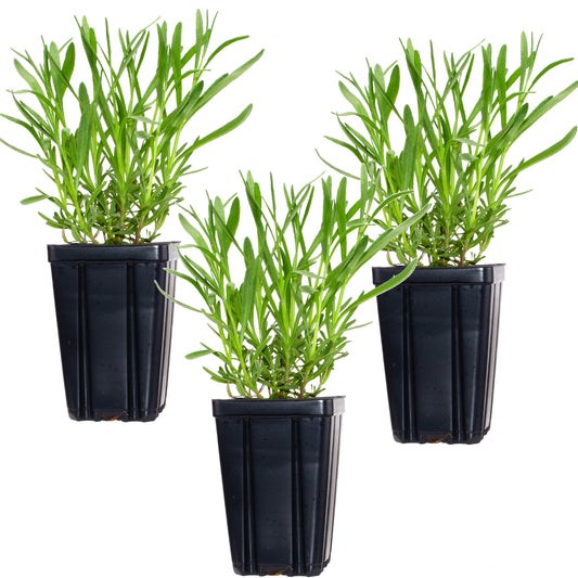 Set of 3 Lavender Provence herb plants in quart pots from Fresh Garden Living, showing lush purple blooms and green foliage.