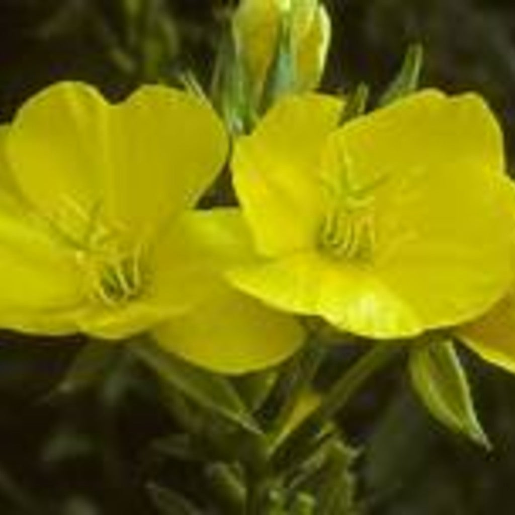 Common Evening Primrose Live Plant (Oenothera biennis) – Native Biennial, Pollinator-Friendly, Zones 3–11