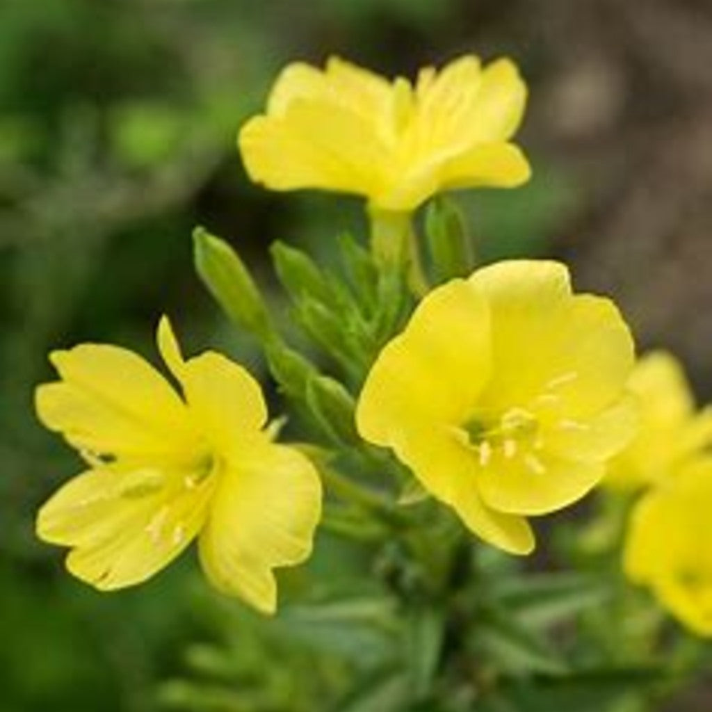 Common Evening Primrose Live Plant (Oenothera biennis) – Native Biennial, Pollinator-Friendly, Zones 3–11