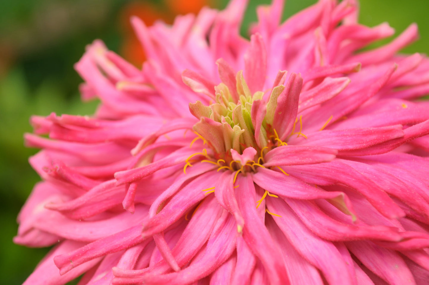 300 Burpeeana Giant Mix CACTUS FLOWERED ZINNIA Elegans Flower Seeds - Blessings Grow Meadows -