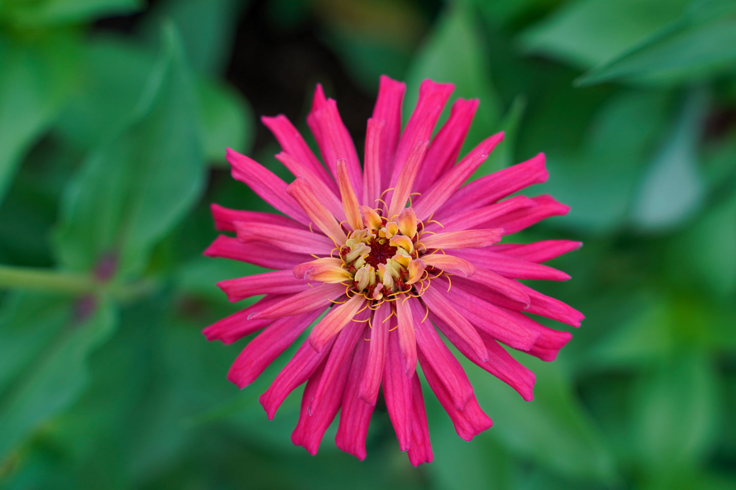 300 Burpeeana Giant Mix CACTUS FLOWERED ZINNIA Elegans Flower Seeds - Blessings Grow Meadows -