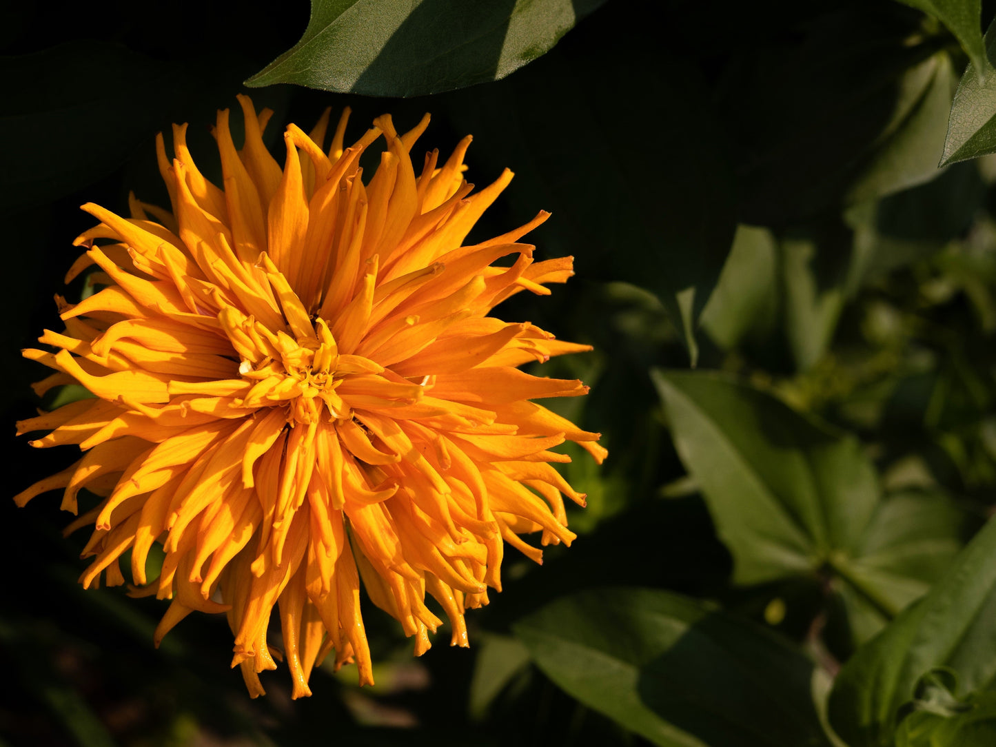 300 Burpeeana Giant Mix CACTUS FLOWERED ZINNIA Elegans Flower Seeds - Blessings Grow Meadows -
