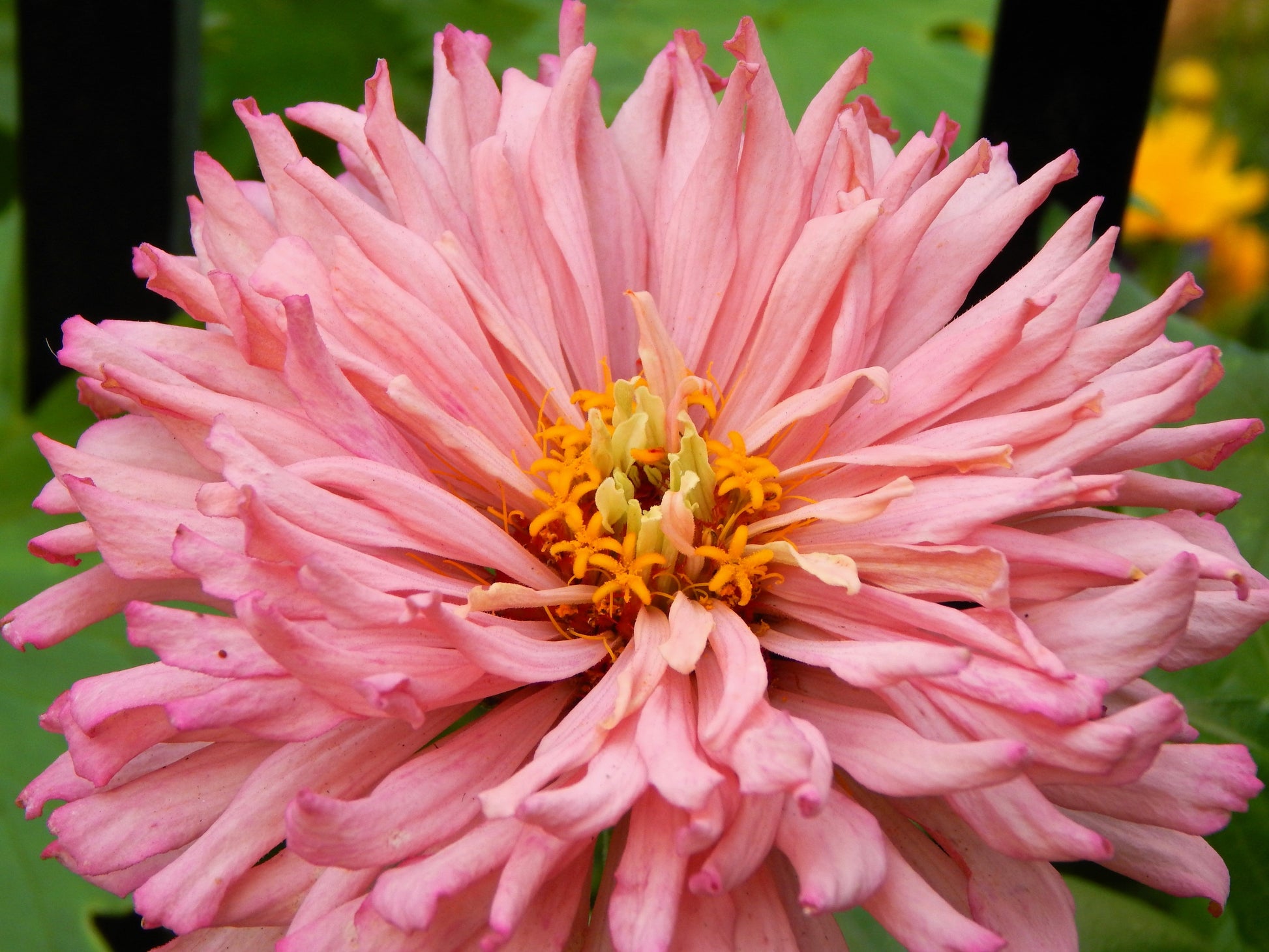 300 Burpeeana Giant Mix CACTUS FLOWERED ZINNIA Elegans Flower Seeds - Blessings Grow Meadows -