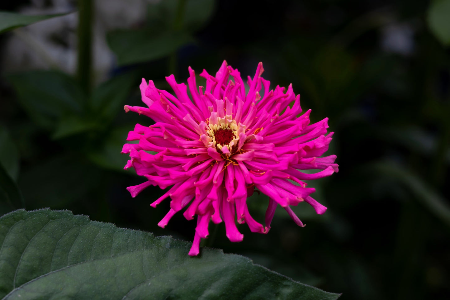 300 Burpeeana Giant Mix CACTUS FLOWERED ZINNIA Elegans Flower Seeds - Blessings Grow Meadows -