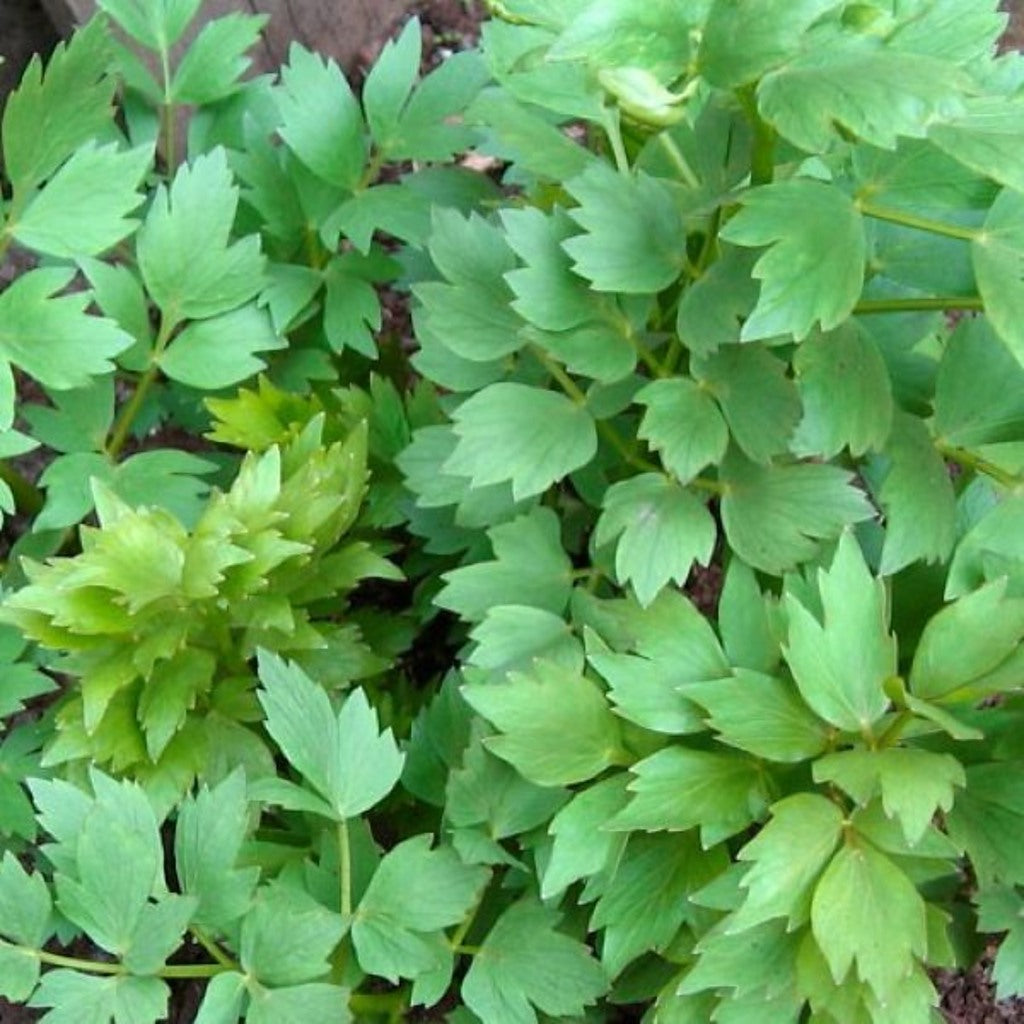 Lovage Live Plant – Levisticum officinale – Perennial Celery-Flavored Culinary Herb – Zones 4–8