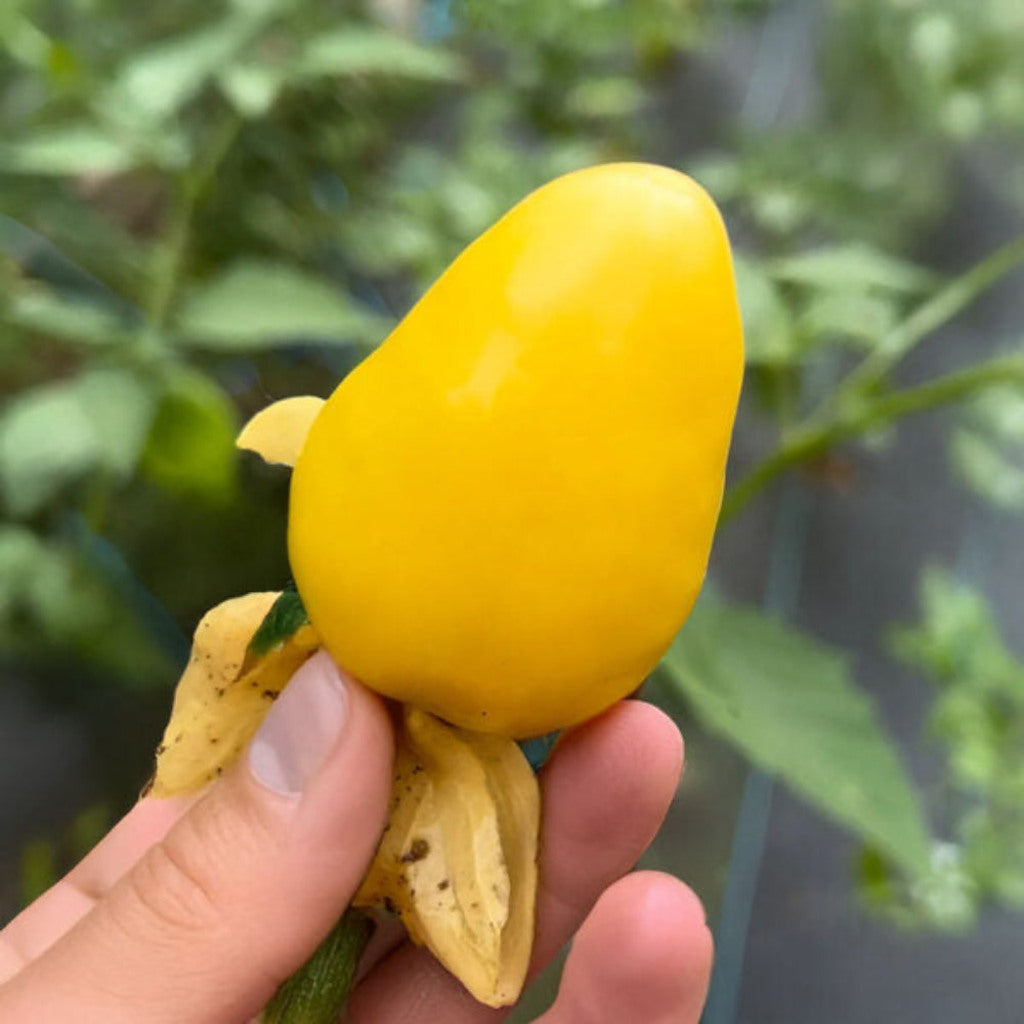 Chupon de Malinalco Tomatillo Seeds – 25 Seeds, Heirloom Mexican Variety, Salsa & Fresh Eating