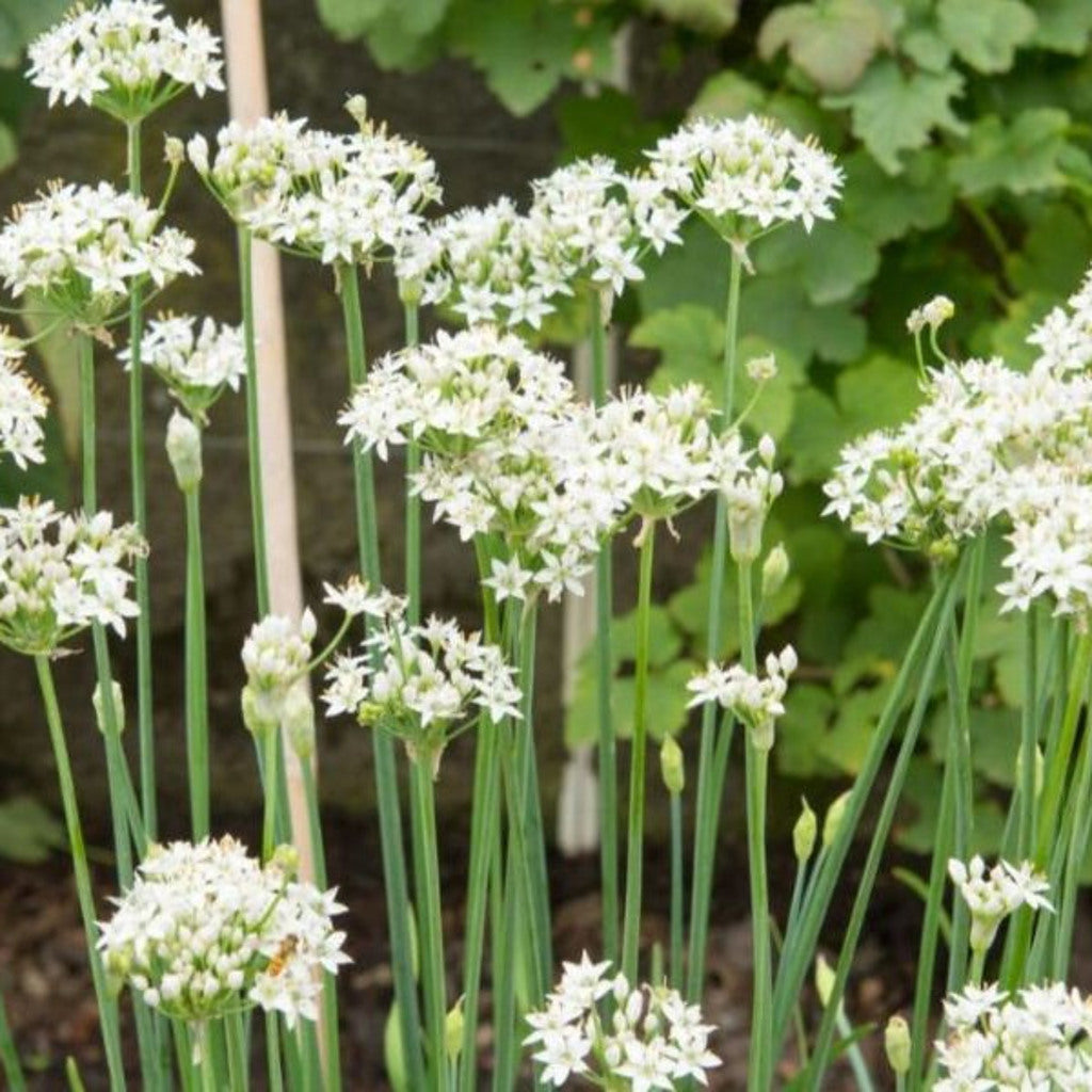 Garlic Chive Seeds – Allium tuberosum – Perennial Edible Culinary Herb – ~250 Seeds – Zones 3–9