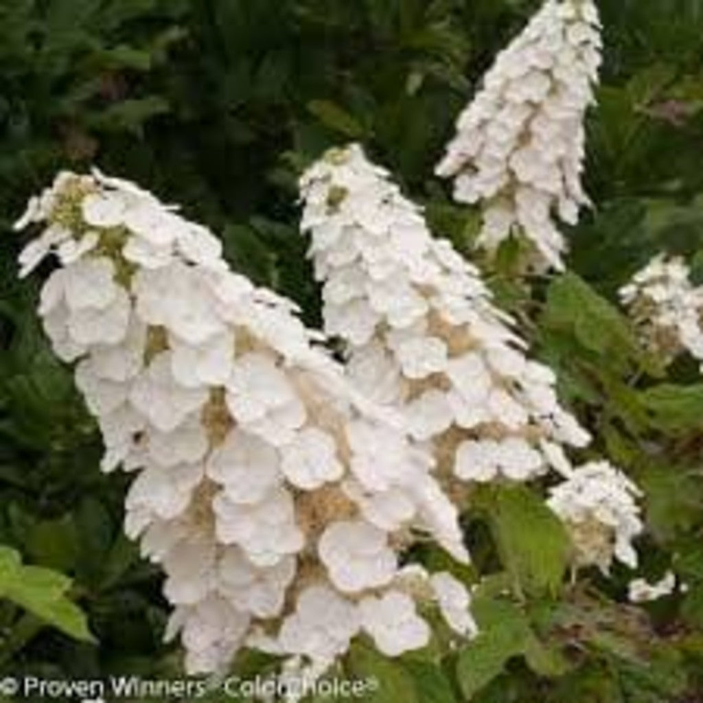 Oakleaf Hydrangea (Hydrangea quercifolia) Stem Cuttings – 10 Hardwood Cuttings, Native Shrub