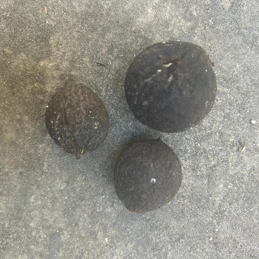 Organic Black Walnuts in Hulls for Ritual Baths - Set of 3, Natural Wellness