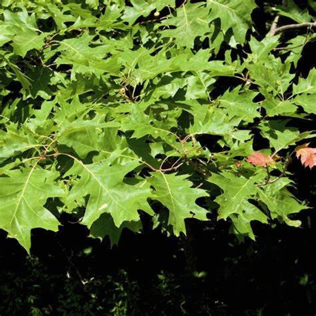 Northern Red Oak Tree - Native Shade Tree, Fall Color, Potted, Full-Part Sun, Zones 3-8