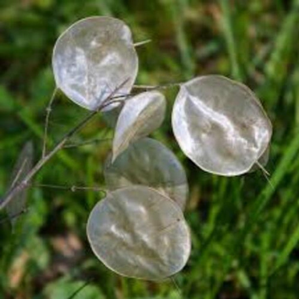 Money Plant Seeds (Lunaria annua / Honesty) – 25 Seeds, Dried Flower, Self-Seeding Biennial, Zones 5–9