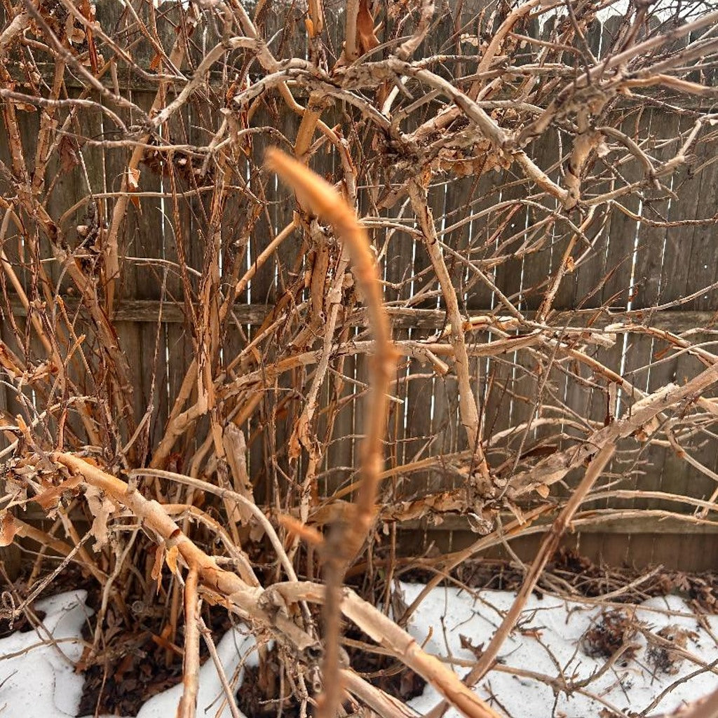 Oakleaf Hydrangea (Hydrangea quercifolia) Stem Cuttings – 10 Hardwood Cuttings, Native Shrub